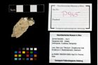Foto (Objekt + Etikett) von Decapoda indet.  (NHMW-GEO-2014-0194-0945)